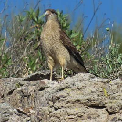 Tiuque - https://pixabay.com/ Tiuque - https://pixabay.com/