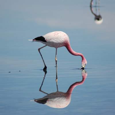 Flamenco - https://pixabay.com/ Flamenco - https://pixabay.com/