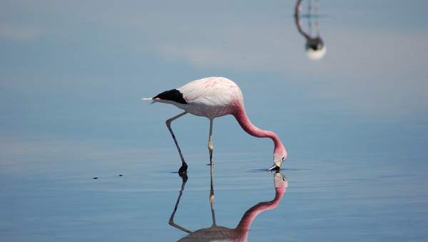 Flamenco - https://pixabay.com/ Flamenco - https://pixabay.com/