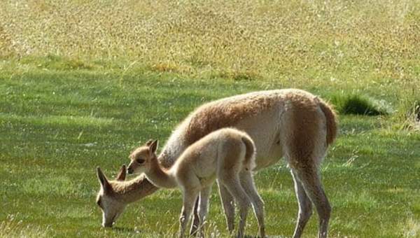 Vicuñas - https://pixabay.com/ Vicuñas - https://pixabay.com/