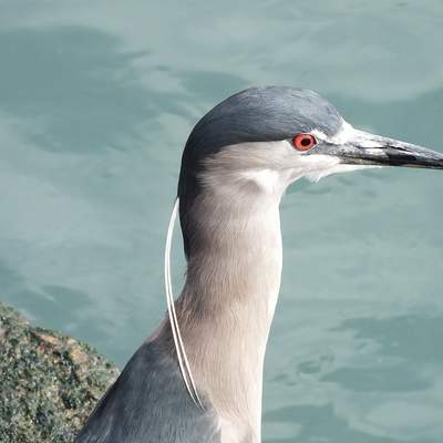 Blue heron - https://pixabay.com/ Blue heron - https://pixabay.com/