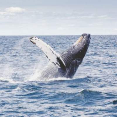 Ballena Jorobada - https://pixabay.com/ Ballena Jorobada - https://pixabay.com/