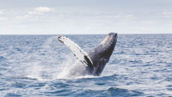 Ballena Jorobada - https://pixabay.com/ Ballena Jorobada - https://pixabay.com/