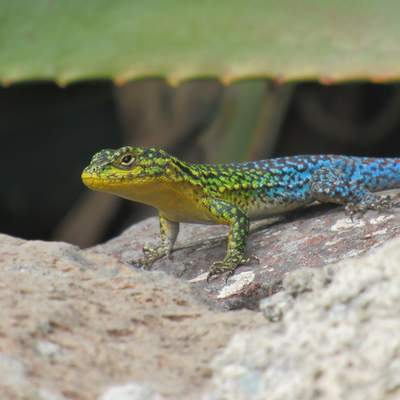 Lagartija - https://pixabay.com/ Lagartija - https://pixabay.com/