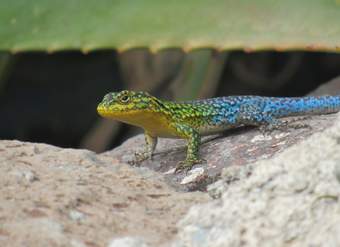 Lagartija - https://pixabay.com/ Lagartija - https://pixabay.com/