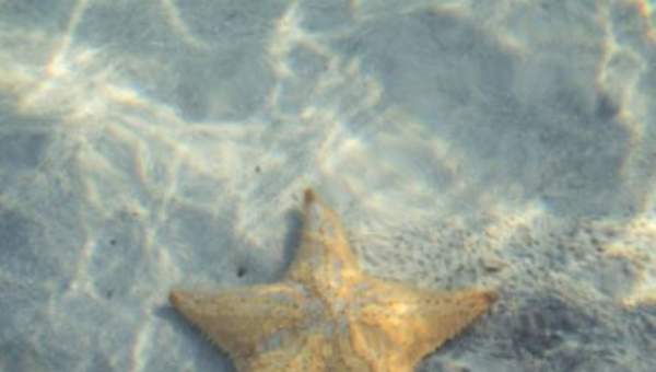 Estrella de mar Estrella de mar