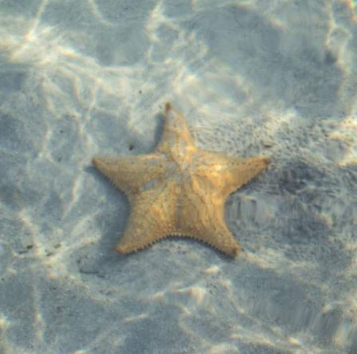 Estrella de mar Estrella de mar