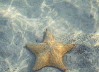 Estrella de mar Estrella de mar