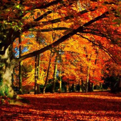 Arboles de hoja caduca Arboles de hoja caduca