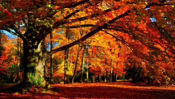 Arboles de hoja caduca Arboles de hoja caduca