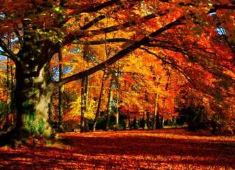 Arboles de hoja caduca Arboles de hoja caduca