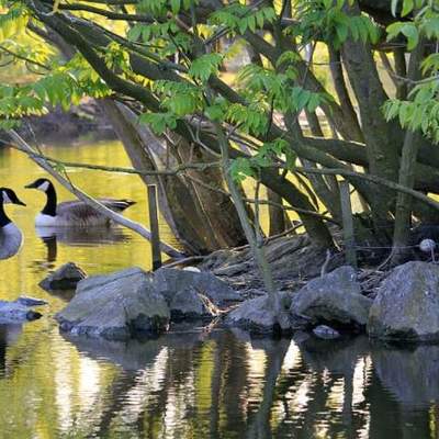 Aves en agua Aves en agua