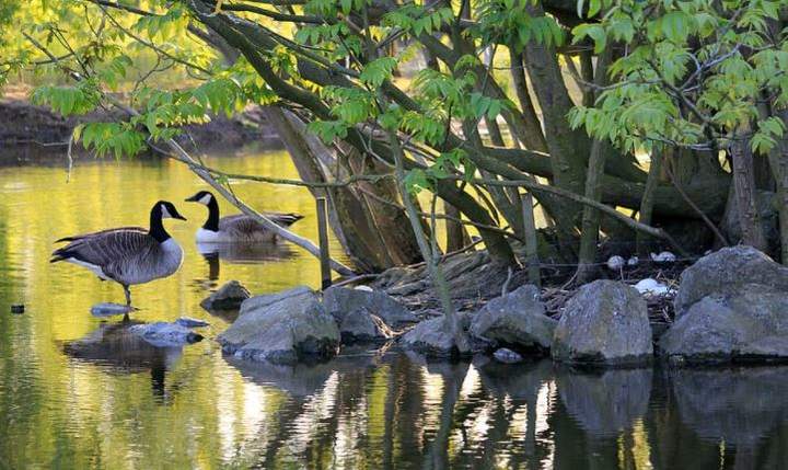 Aves en agua Aves en agua