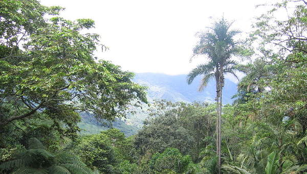 Vegetación Vegetación