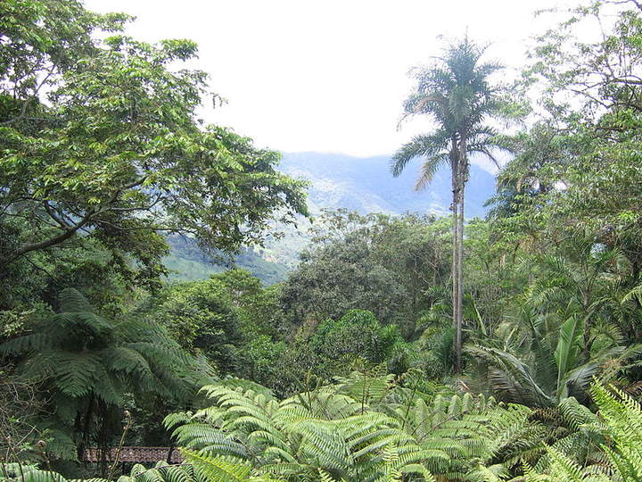 Vegetación Vegetación