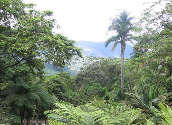 Vegetación Vegetación