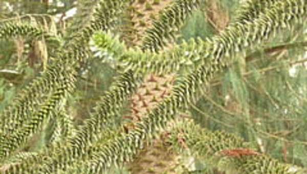 Araucaria Araucaria