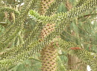 Araucaria Araucaria