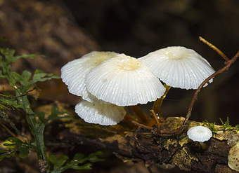 Ancud Hongos Ancud Hongos