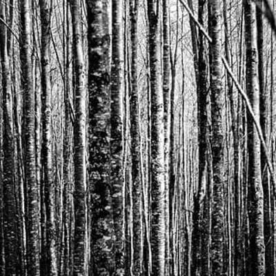 Reserva biológica Huilo-huilo Reserva biológica Huilo-huilo