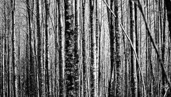 Reserva biológica Huilo-huilo Reserva biológica Huilo-huilo