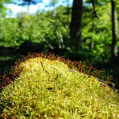Musgo Parque nacional Torres del Paine Musgo Parque nacional Torres del Paine