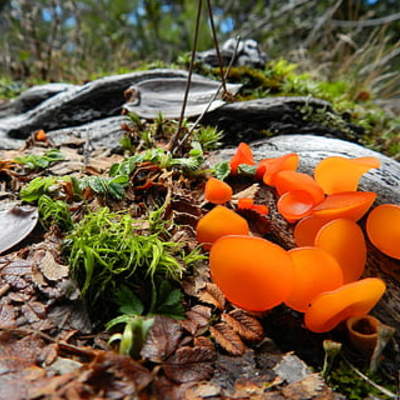 Musgo santuario el Cañi Pucón Musgo santuario el Cañi Pucón