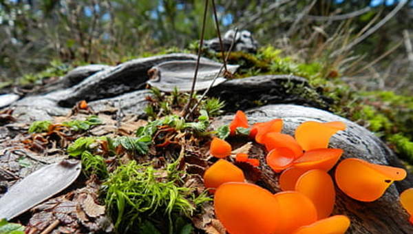 Musgo santuario el Cañi Pucón Musgo santuario el Cañi Pucón