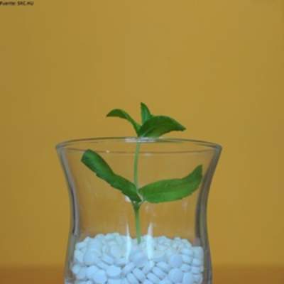 Jarro de vidrio Jarro de vidrio