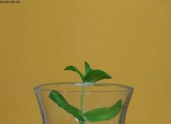 Jarro de vidrio Jarro de vidrio