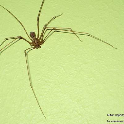 Araña tigre Araña tigre