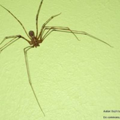 Araña tigre Araña tigre