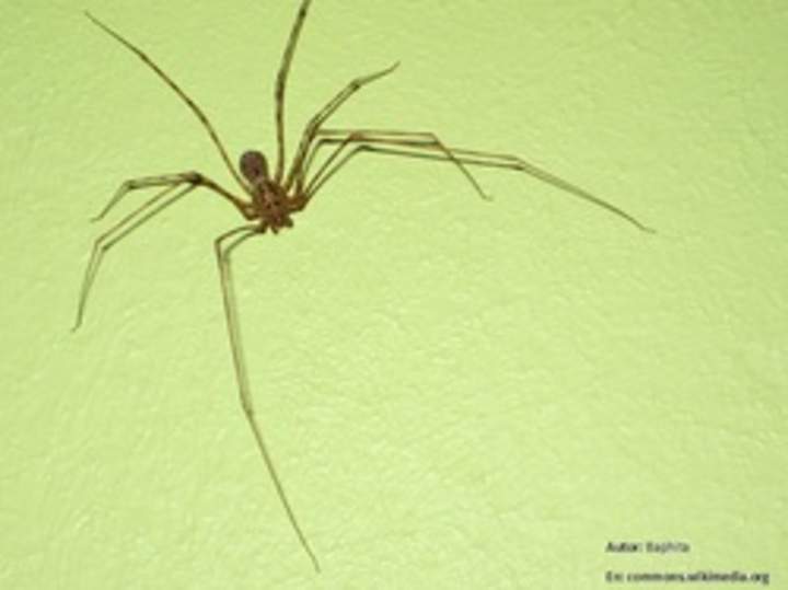 Araña tigre Araña tigre