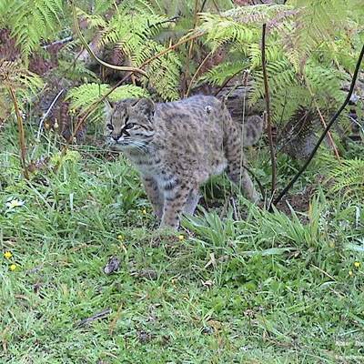 Gato guiña Gato guiña