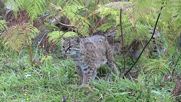 Gato guiña Gato guiña