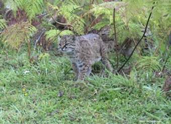 Gato guiña Gato guiña