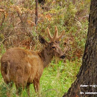 Huemul Huemul