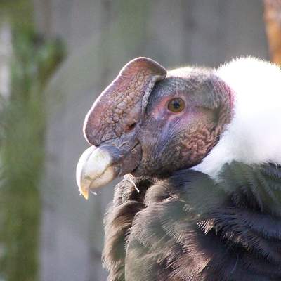 Cóndor andino Cóndor andino