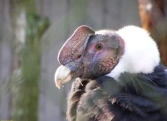 Cóndor andino Cóndor andino