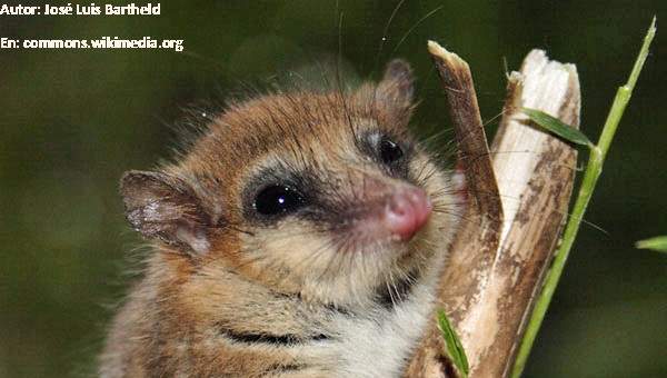 Monito del monte Monito del monte