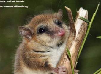 Monito del monte Monito del monte