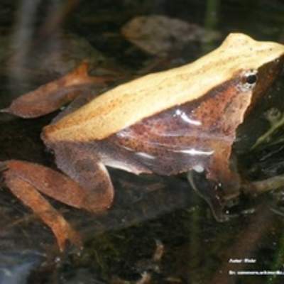 Ranita de Darwin Ranita de Darwin