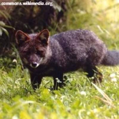 Zorro chilote Zorro chilote