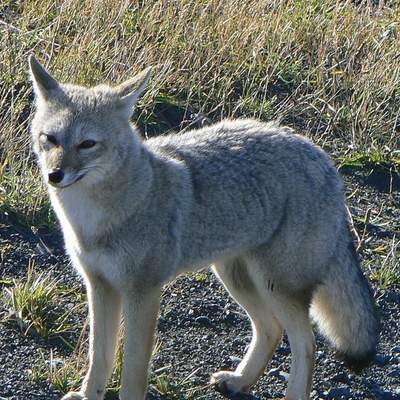 Zorro gris Zorro gris