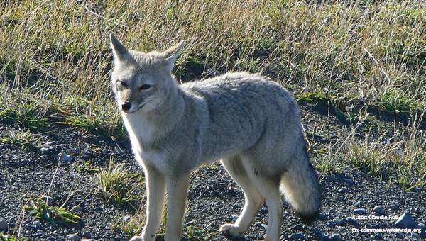 Zorro gris Zorro gris