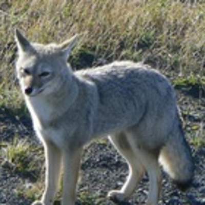 Zorro gris Zorro gris