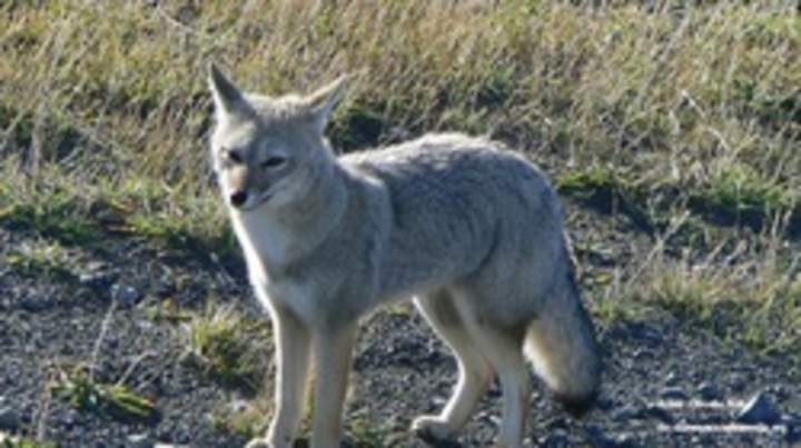 Zorro gris Zorro gris