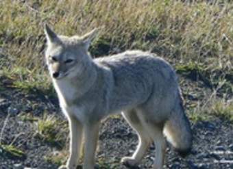 Zorro gris Zorro gris