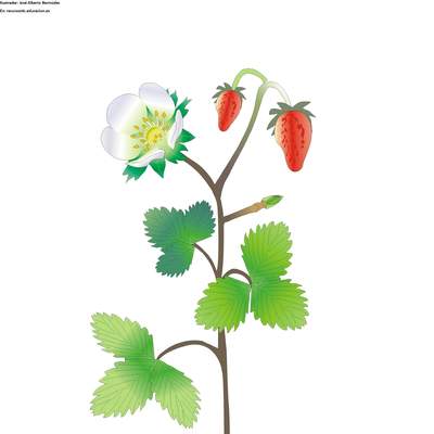 Partes de una planta con flor sin rotular Partes de una planta con flor sin rotular