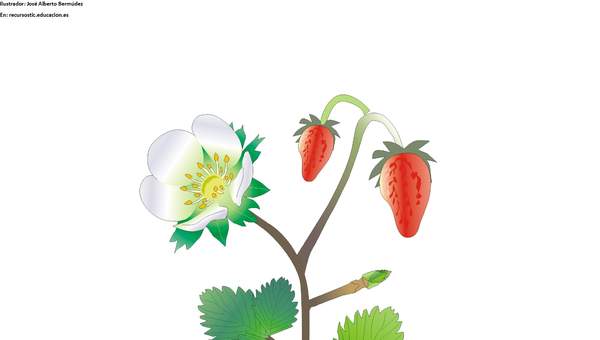 Partes de una planta con flor sin rotular Partes de una planta con flor sin rotular